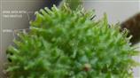  Spines on schizocarp